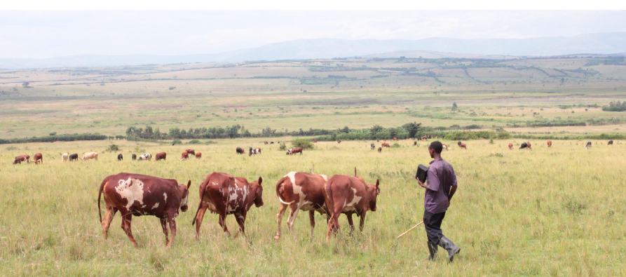 Banyakabungo Cooperative Society - Grazing land managemant